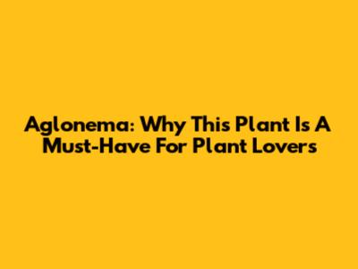 Aglonema: Why This Plant Is A Must-Have For Plant Lovers