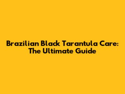 Brazilian Black Tarantula Care: The Ultimate Guide
