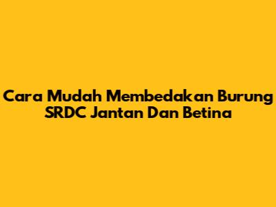Cara Mudah Membedakan Burung SRDC Jantan Dan Betina