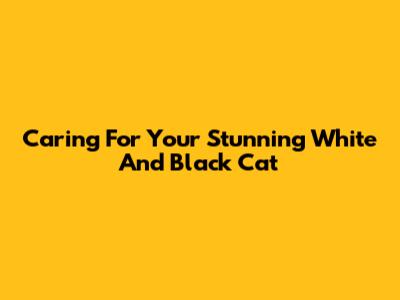 Caring For Your Stunning White And Black Cat