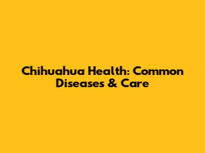 Chihuahua Health: Common Diseases & Care