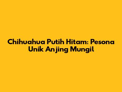 Chihuahua Putih Hitam: Pesona Unik Anjing Mungil