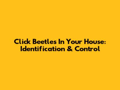 Click Beetles In Your House: Identification & Control