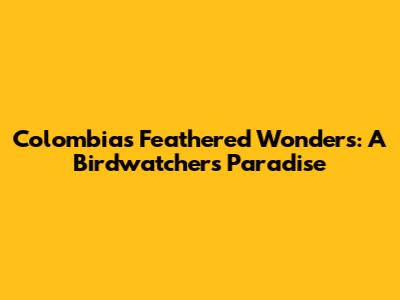 Colombia's Feathered Wonders: A Birdwatcher's Paradise