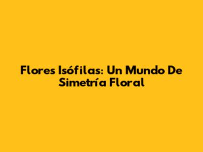 Flores Isófilas: Un Mundo De Simetría Floral