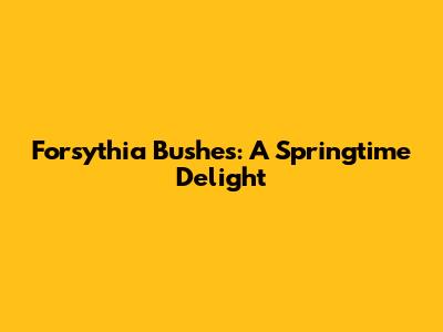 Forsythia Bushes: A Springtime Delight