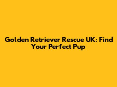 Golden Retriever Rescue UK: Find Your Perfect Pup