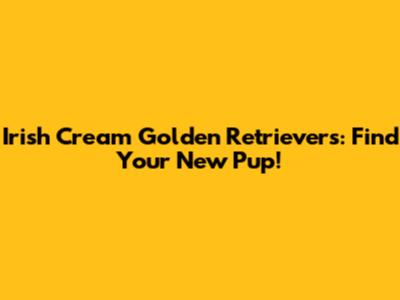 Irish Cream Golden Retrievers: Find Your New Pup!