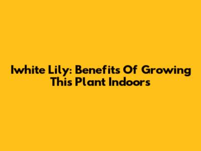 Iwhite Lily: Benefits Of Growing This Plant Indoors
