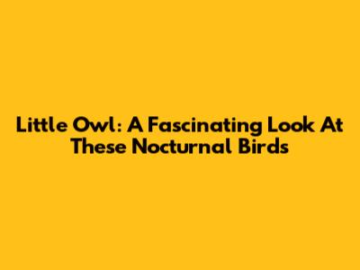 Little Owl: A Fascinating Look At These Nocturnal Birds