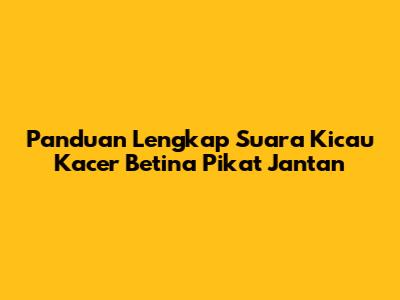 Panduan Lengkap Suara Kicau Kacer Betina Pikat Jantan