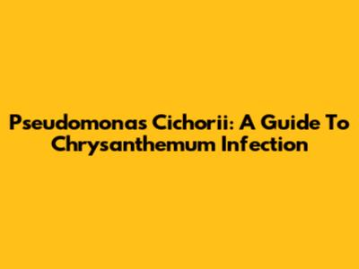 Pseudomonas Cichorii: A Guide To Chrysanthemum Infection