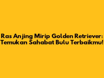 Ras Anjing Mirip Golden Retriever: Temukan Sahabat Bulu Terbaikmu!