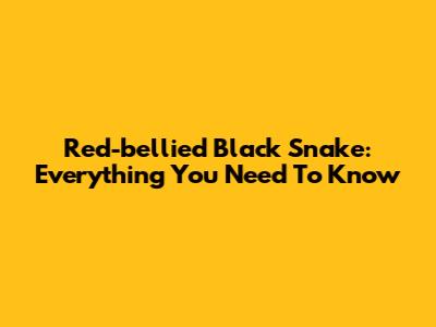 Red-bellied Black Snake: Everything You Need To Know