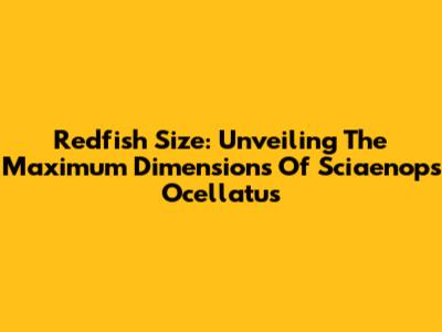 Redfish Size: Unveiling The Maximum Dimensions Of *Sciaenops Ocellatus*