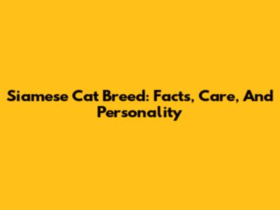 Siamese Cat Breed: Facts, Care, And Personality