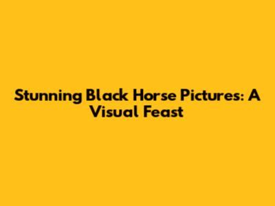 Stunning Black Horse Pictures: A Visual Feast