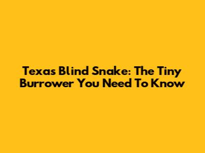 Texas Blind Snake: The Tiny Burrower You Need To Know