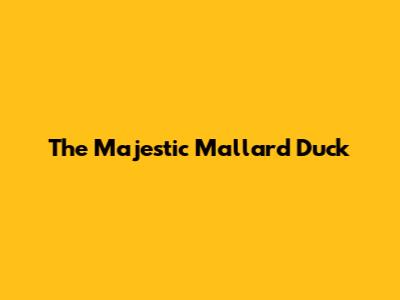 The Majestic Mallard Duck