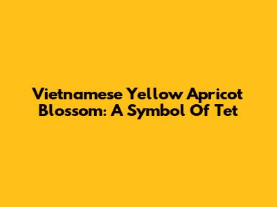 Vietnamese Yellow Apricot Blossom: A Symbol Of Tet