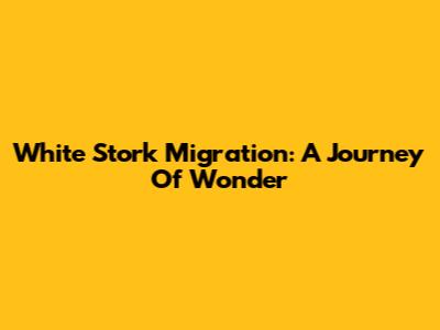 White Stork Migration: A Journey Of Wonder